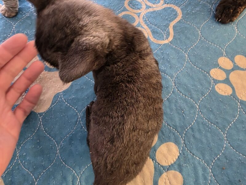 Devon Rex Black solid Male