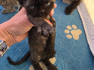 Devon Rex Black solid Male