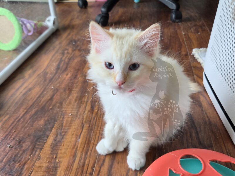 Beetle, a red mink lynx mitted
