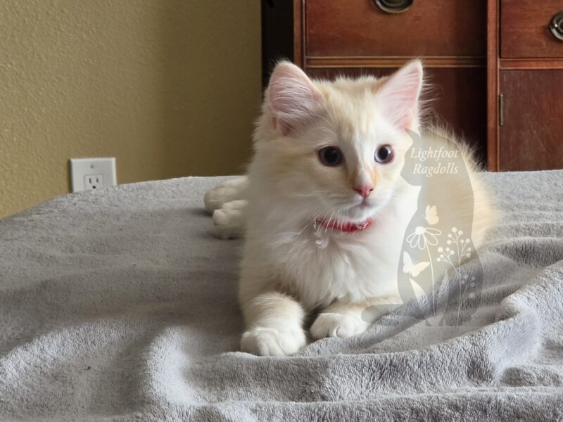 Beetle, a red mink lynx mitted