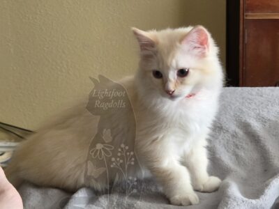 Beetle, a red mink lynx mitted