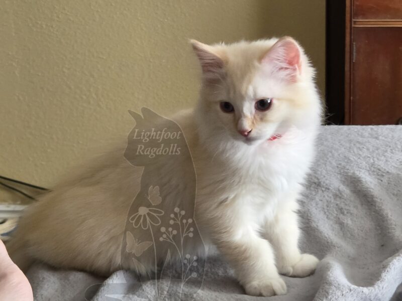 Beetle, a red mink lynx mitted