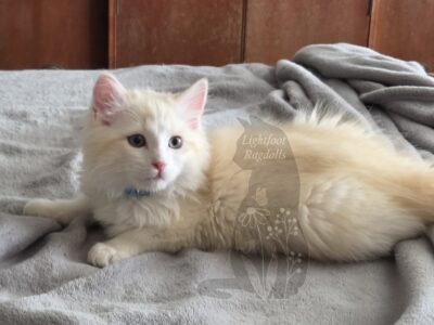 Red lynx bicolor mink