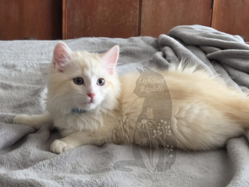 Red lynx bicolor mink