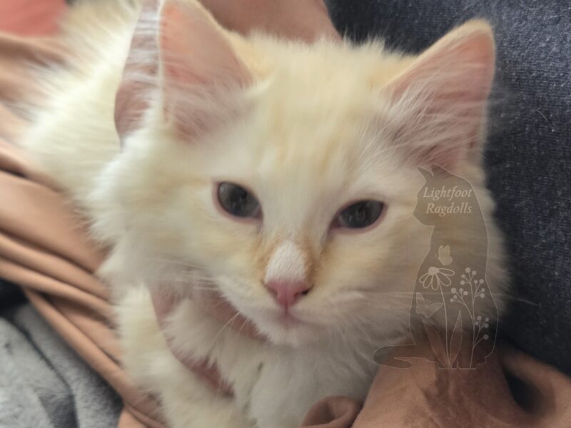Beetle, a red mink lynx mitted