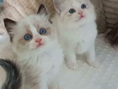 Lovely ragdoll kittens