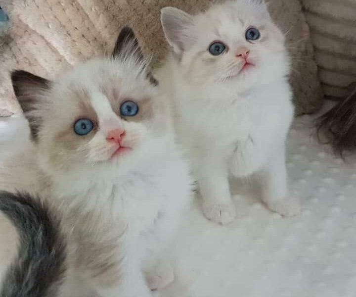 Lovely ragdoll kittens