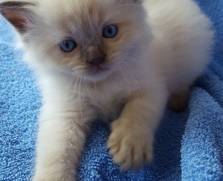 Lovely ragdoll kittens