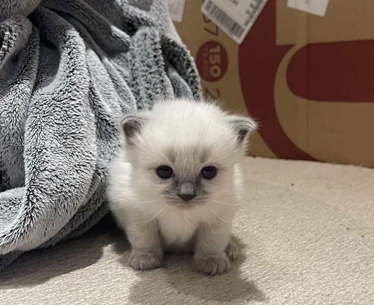 Lovely ragdoll kittens