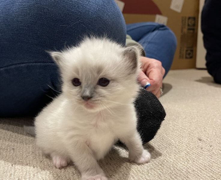 Lovely ragdoll kittens