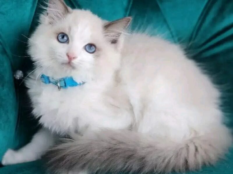 Cute ragdoll kittens