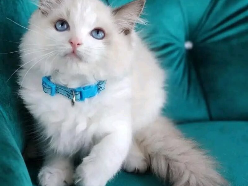 Cute ragdoll kittens