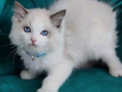 Cute ragdoll kittens