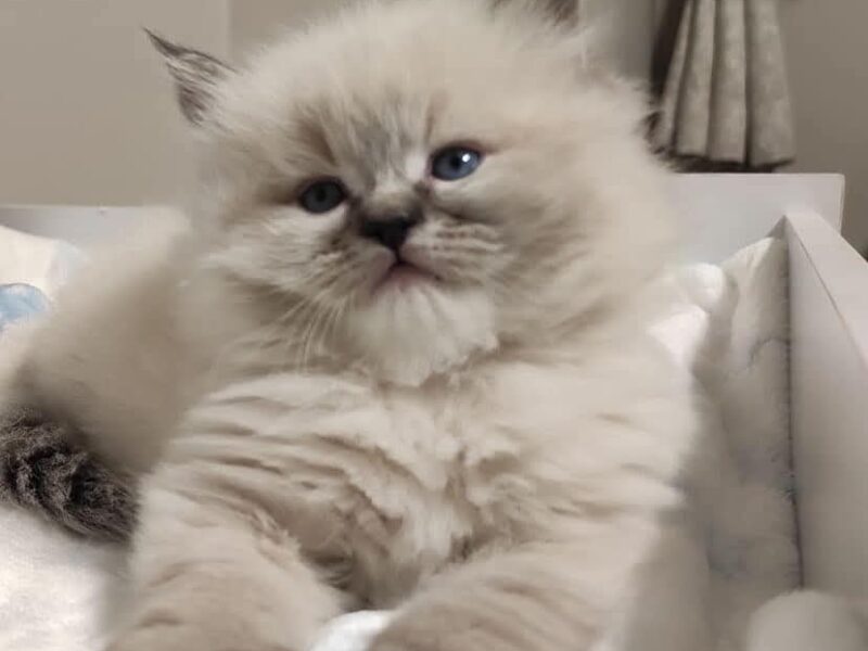 Cute ragdoll kittens