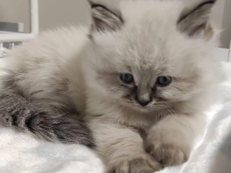 Cute ragdoll kittens
