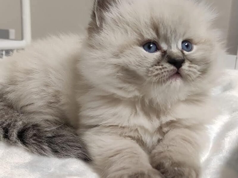Cute ragdoll kittens