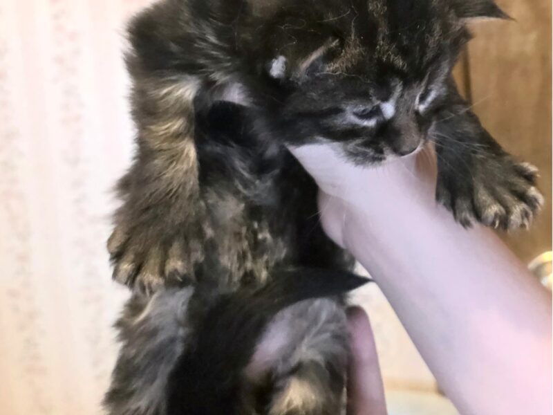 Brown classic tabby ultra polydactyl male