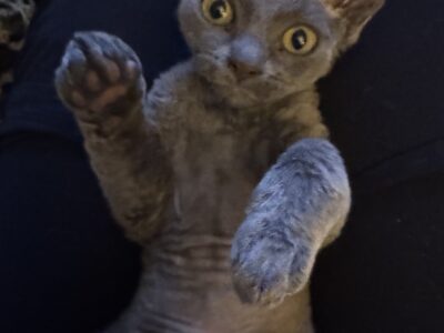 Bluey