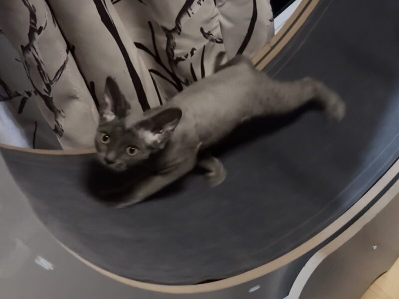 Bluey