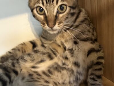 Exotic Savannah
