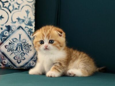 Scottish Fold kittens available
