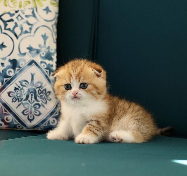 Scottish Fold kittens available