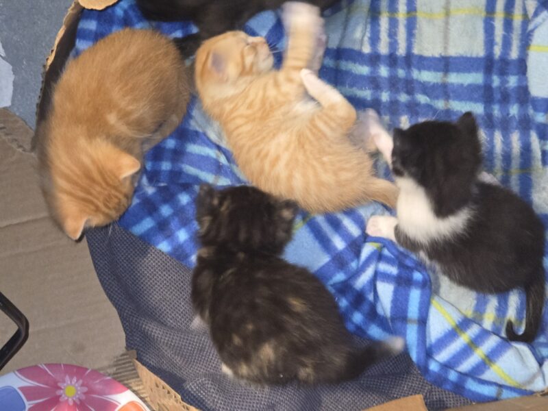 5 kittens. $20 rehoming fee