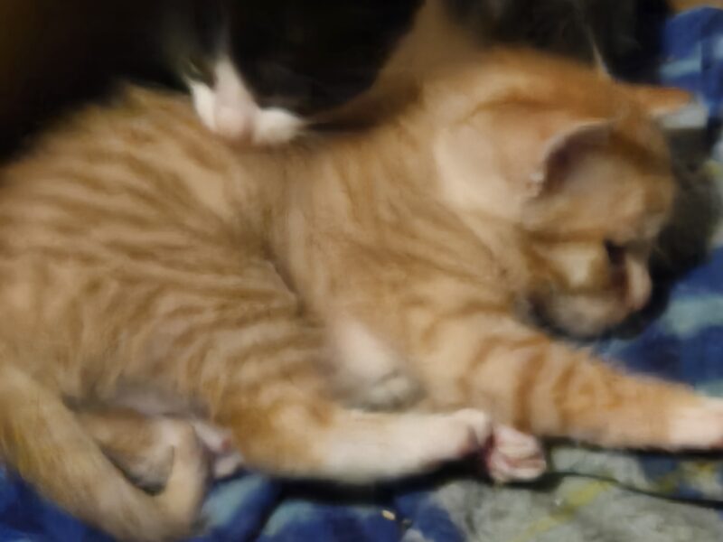 5 kittens. $20 rehoming fee