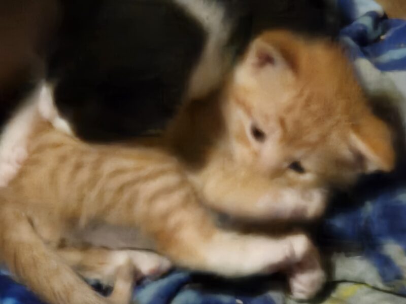 5 kittens. $20 rehoming fee