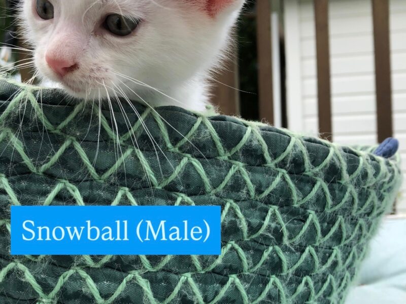 Turkish white Angora male Kitten for adoption