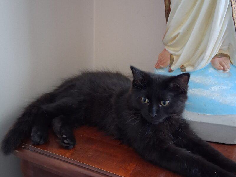 Free 14 week old kitten.