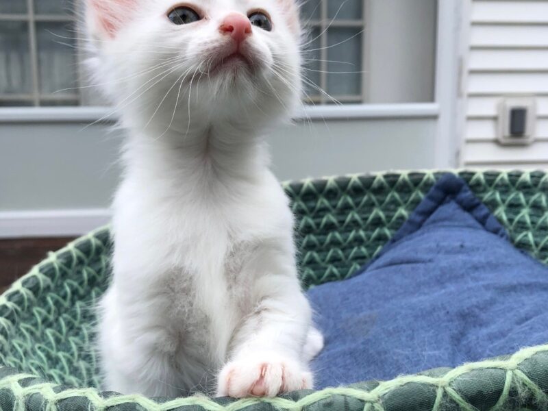 Turkish white Angora Kittens for adoption