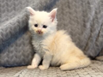Nala
