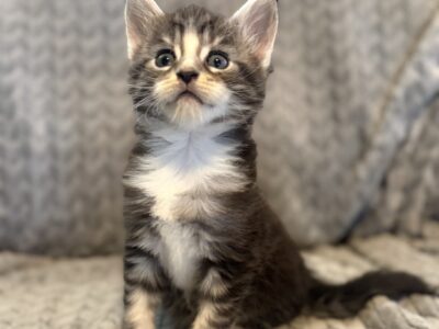 Zazu