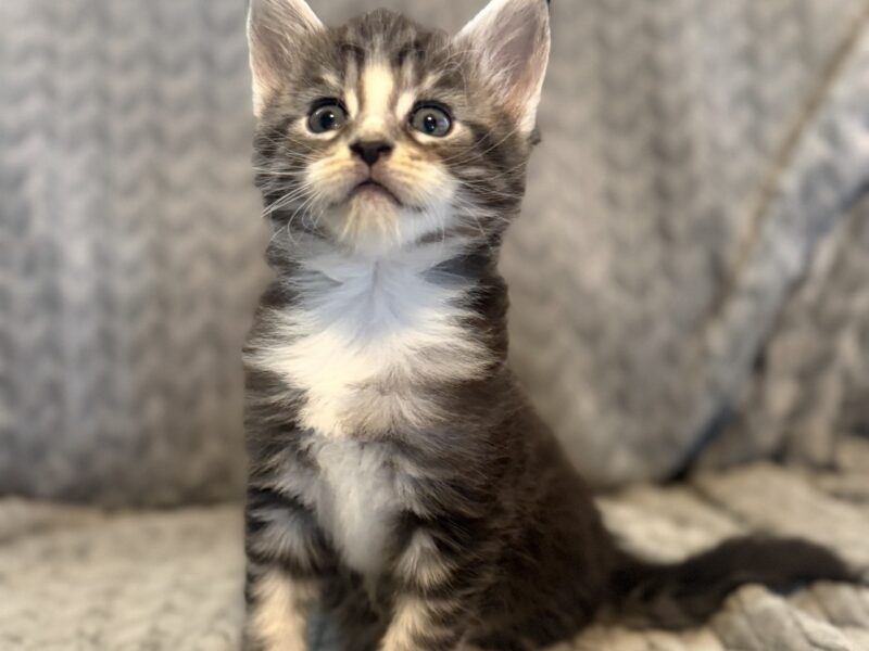 Zazu