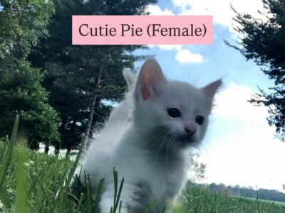 Turkish white Angora Kittens for adoption