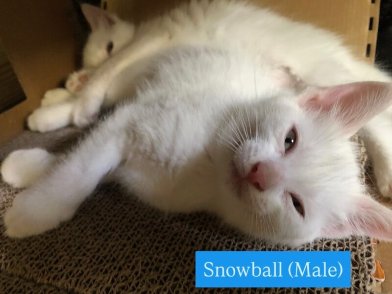 Turkish white Angora male Kitten for adoption