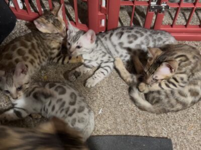 Rosette Spotted Bengal Kittens