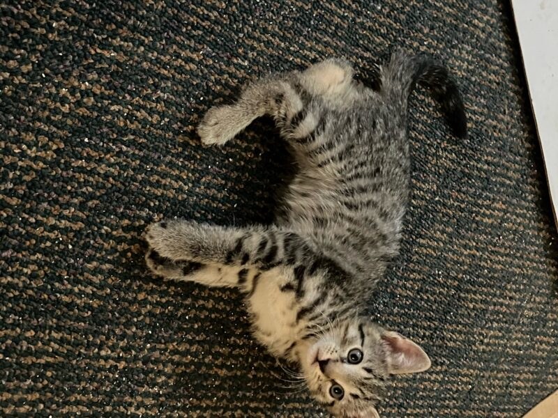 2 10-week Old Kittens (1 Male & 1 Female)