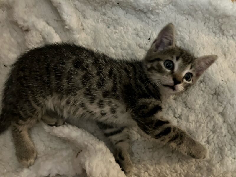 2 10-week Old Kittens (1 Male & 1 Female)