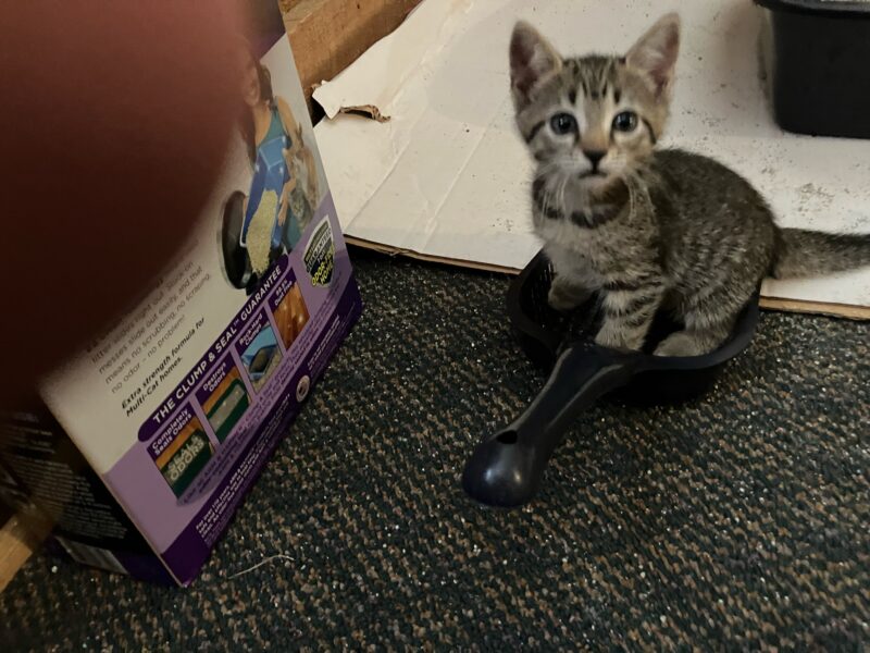 2 10-week Old Kittens (1 Male & 1 Female)