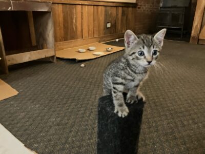 2 10-week Old Kittens (1 Male & 1 Female)