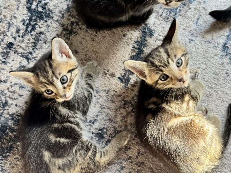 Sokoki kittens