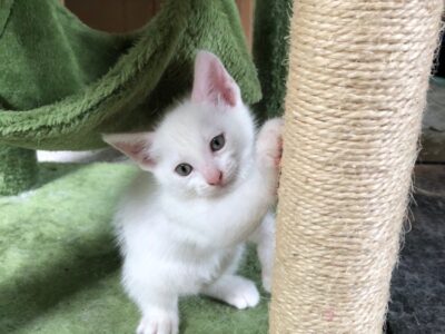 Turkish white Angora male Kitten for adoption