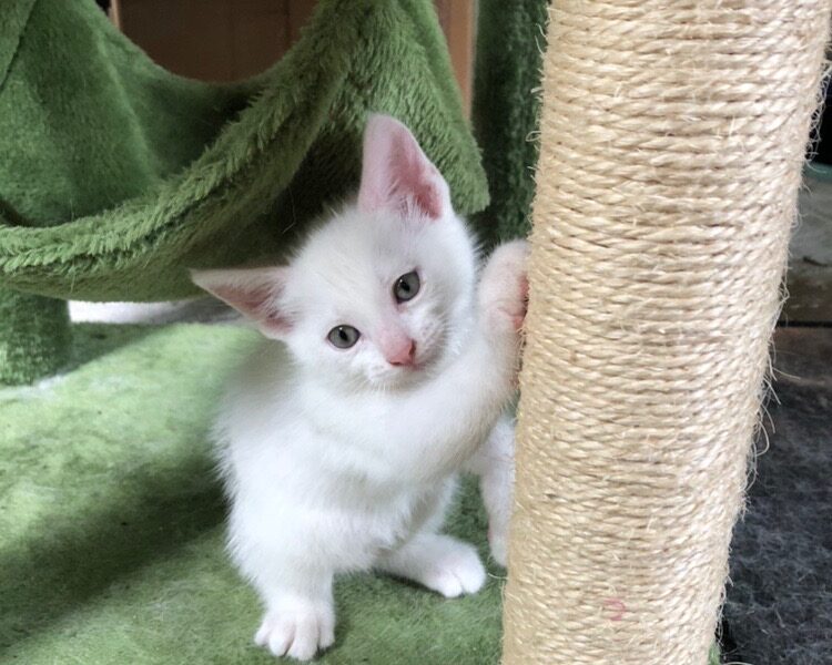 Turkish white Angora male Kitten for adoption