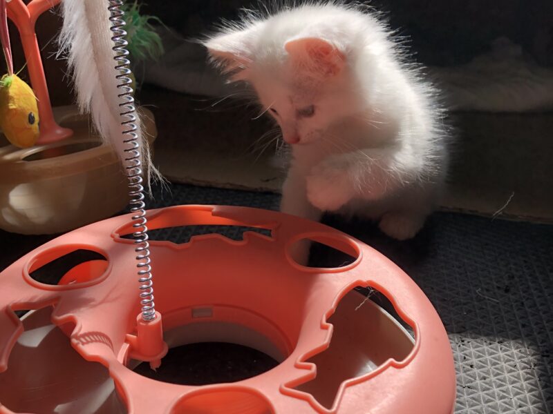Turkish white Angora Kittens for adoption