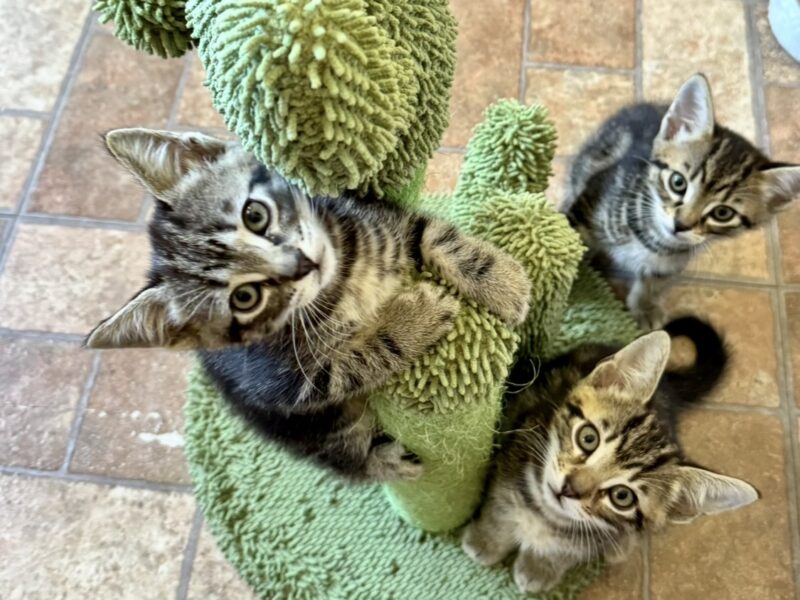 Sokoki kittens