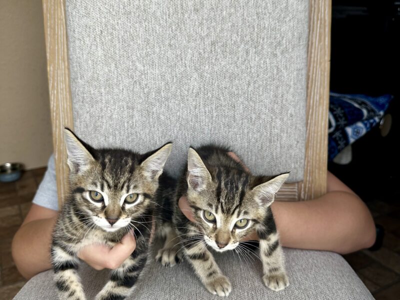 Sokoki kittens