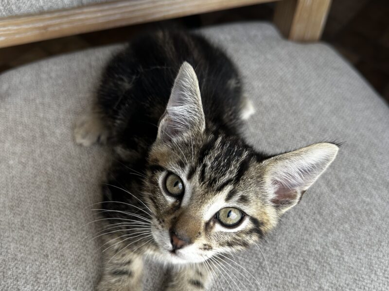 Sokoki kittens