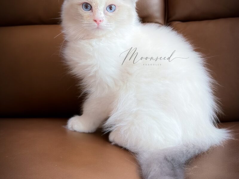 Soft Kitty — Blue Bicolor Ragdoll Kitten | Available now